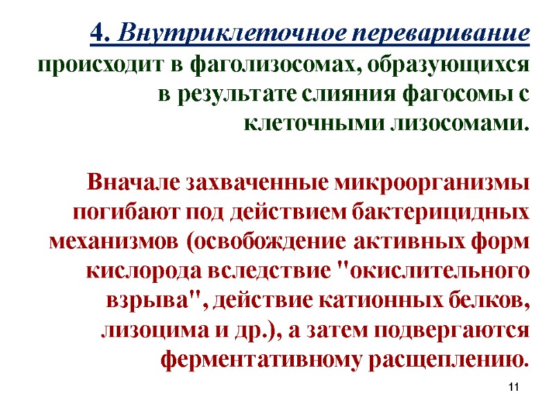 4. Внутриклеточное переваривание происходит в фаголизосомах, образующихся в результате слияния фагосомы с клеточными лизосомами.